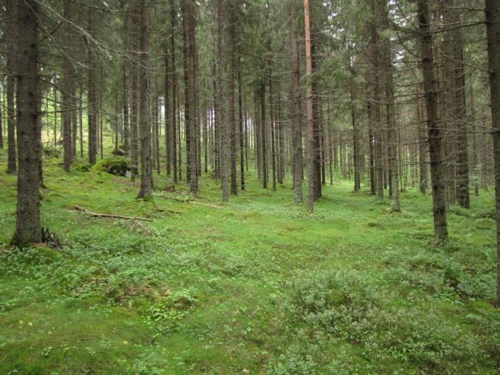36 Kuva 71. Antinmäen proksimaalirinteen (pohjoisrinteen) MaT-kuusikkoa. Kuva 72. Haukankorven ohutturpeisen rämeen eteläreunaa. Räme on ojitettu. Suositus.