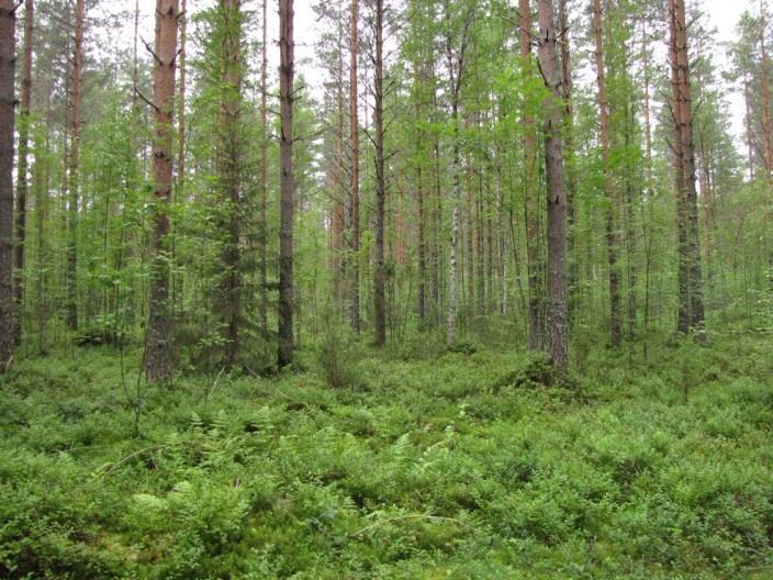 sellaisia luontotekijöitä, jotka olisi erityisesti huomioitava maankäytön suunnittelussa. 27. Rauhala ja Hakala (LIITTEET, Kartta 4.