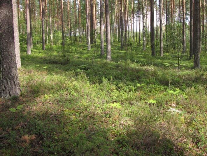 37 Kuva 73. Distaalirinteen yläosa ja deltan edustan kumpualueet ovat MT-kankaita. Kuva 74. Alaosastaan distaalirinne vaihettui lehtomaiseksi kankaaksi (OMT). Kuva 75.