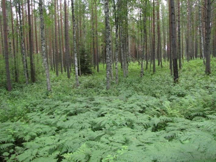 ) Rikosillan osa-alue on osa Selkäkankaan deltaa, joka jää Lavikanlahdentien, Lappeenranta- Mikkeli -valtatien ja niitä yhdistävän Petyntien väliseen kolmioon.