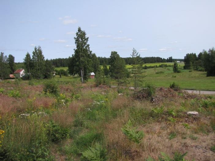 Kuvan alueella todettiin kangasvuokkoa.