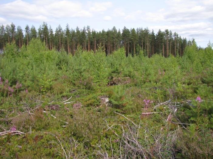 Ukonkuopan etelärinnettä, jossa
