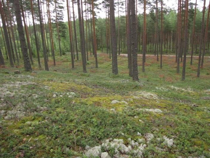 42 reuna osa-alueen eteläosassa (Lavikanlahdentien varressa) on maaperältään hietaista ja laajalti paahteista kuivaa kangasta (VT, paikoin CT -kangasta).
