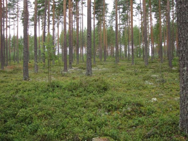 Muutoin osa-alueen kasvilajisto todettiin tavanomaiseksi kangasmetsien lajistoksi. Osa-alueen lintulajisto todettiin tavanomaiseksi kuivien kangasmetsien lajistoksi: esim.