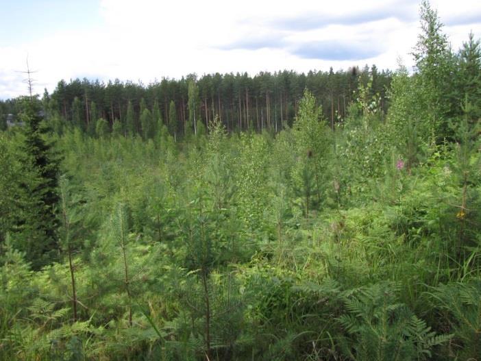 Kuva 85. Distaalireuna suunnittelualueen itäosassa on kangasvuokon kasvualuetta. Kuva 86. Deltan laki osa-alueen itäosassa on VT-kangasta. Kuva 87.
