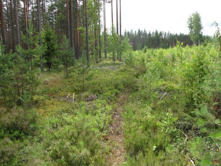 Alueella ei todettu uhanalaisia lintulajeja tai uhanalaisille lajeille (direktiivin IV(a) lajit) soveltuvia elinympäristöjä, jotka olisi erityisesti huomioitava maankäytön