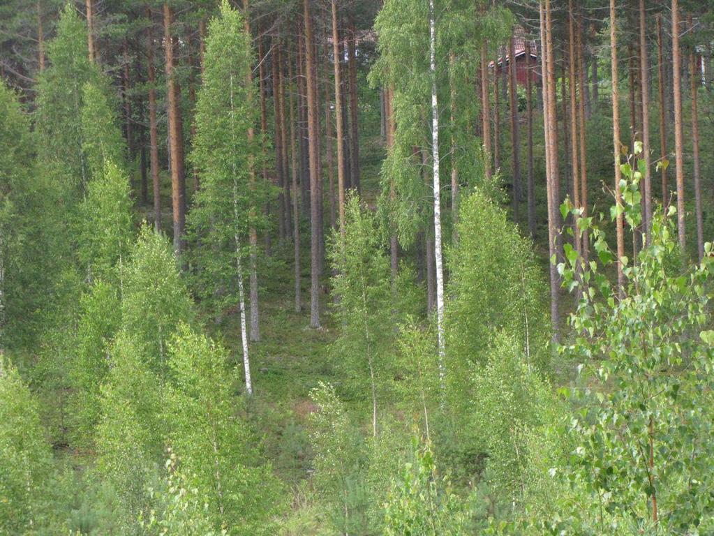 43 31. Supannotko (LIITTEET, Kartta 4.
