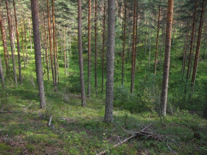 45 33. Hulkonkangas (LIITTEET, Kartta 4.) Hulkonkangas on suppien ja harjumäkien kirjomaa ja profiililtaan hyvin vaihtelevaa Selkäkankaan proksimaalisivua.