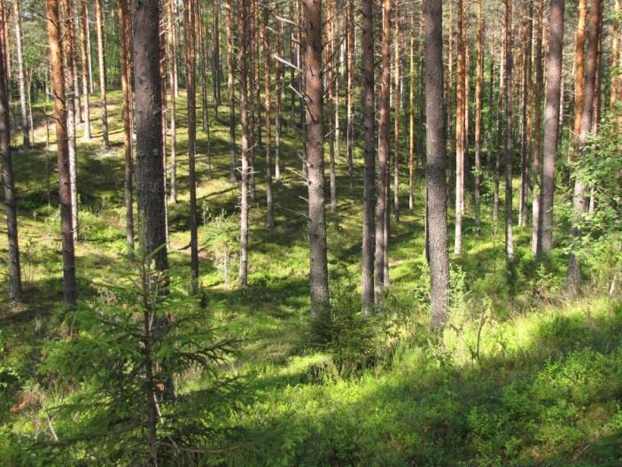 Maisemallisesti Hulkonkangas on merkittävä ja soveltuisi hyvin ulkoilureittikohteeksi.