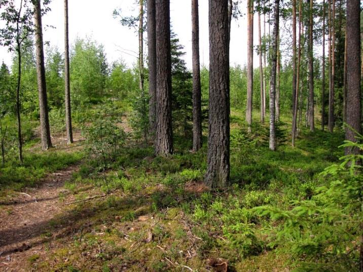 Alue on hietapitoista harjusoraa. Hautausmaan eteläpuoli on kookasta mäntyä kasvavaa kuivaa kangasta (VT) (Kuva 91.), jossa on metsittyvä, pienialainen ja matala sorakuoppa.
