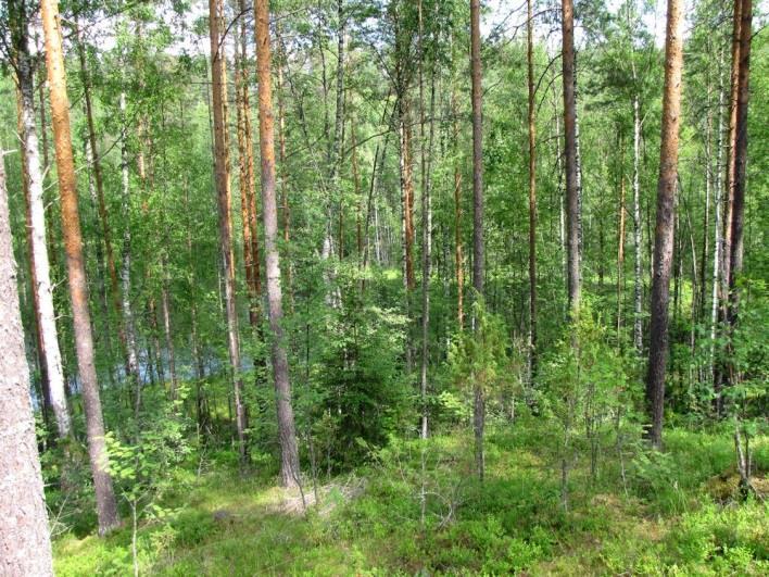 Supan koilliseen avautuvat, varjoisat rinteet Mustalammen eteläpuolella sekä länteen avautuvat rinteet supan eteläisellä haaralla todettiin pääsääntöisesti mänty- tai kuusivaltaiseksi MT-kankaaksi ja