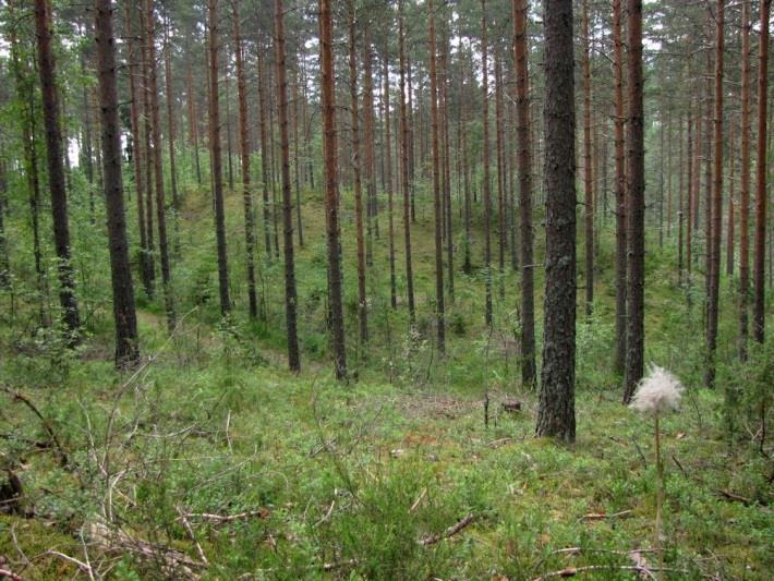 Karuja kankaita todettiin erityisesti harjujen lakialueen kumpareilla. Kuivien kankaiden kenttäkerroksen lajisto todettiin monipuoliseksi.