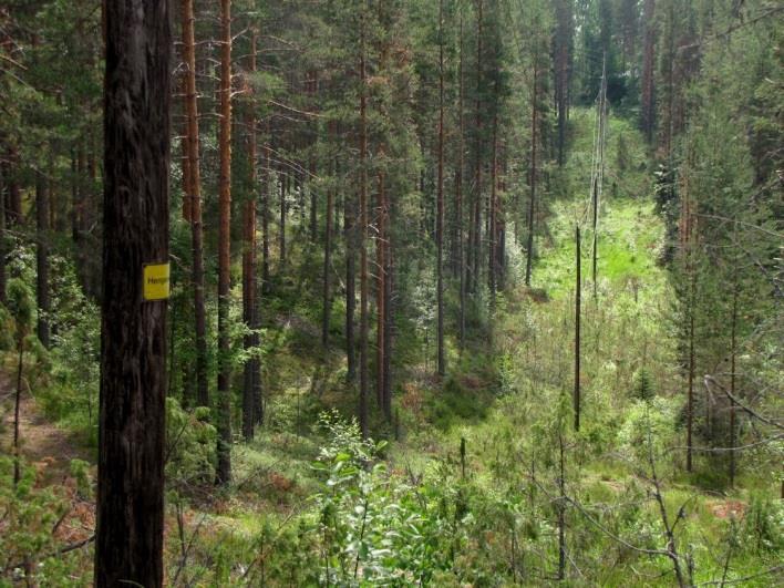 idänkeulankärkeä, kangasajuruohoa, kangasvuokkoa, häränkieltä ja kalliokieloa sekä runsaasti variksenmarjaa ja sianpuolukkaa. Kangasvuokko on uhanalainen (VU laji).