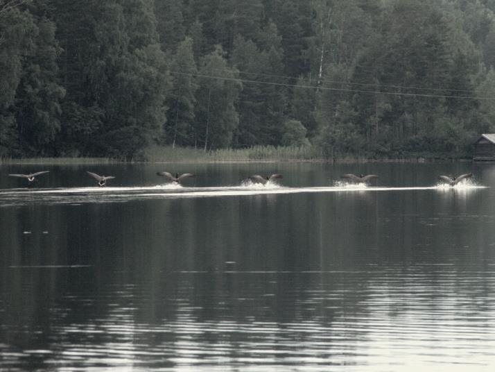 Kaijanlahden eutrofista perukkaa