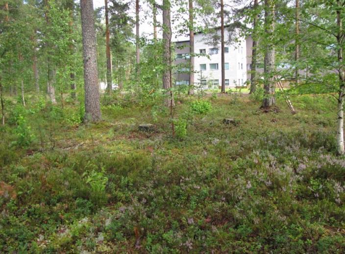 55 soveltuvat liito-oravan elinpiiriksi (LIITTEET, Kartta 4..), mutta lajia tai merkkejä lajin oleskelusta alueella ei todettu.