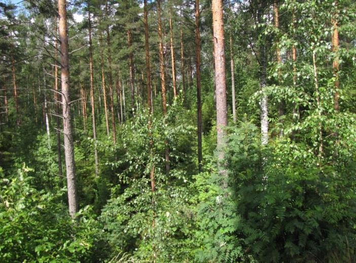 Alueella ei todettu rauhoitettuja tai uhanalaisia kasvilajeja tai uhanalaisia lintulajeja, jotka olisi erityisesti huomioitava maankäytön suunnittelussa.