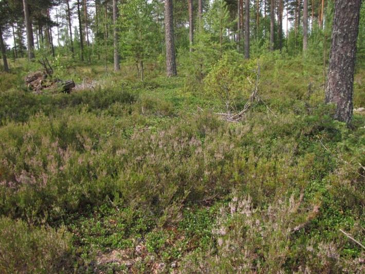 ) Jäähalli on rakennettu entiseen sorakuoppaan, jonka vuoksi osa-alue on suurimmaksi osaksi muokattua kulttuuribiotooppia ja kulttuurimaisemaa. Maaperä alueella on harjusoraa.