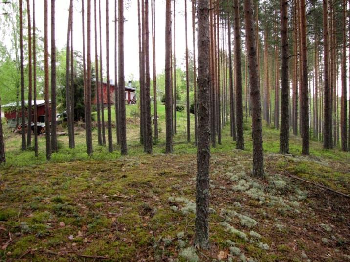 59 Kulttuuribiotoopit ovat osa-alueella vallitsevina. Paikoin oli todettavissa pieniä aloja rehevää, lehtipuuvaltaista sekundaarimetsää (valtatien varressa mm.).