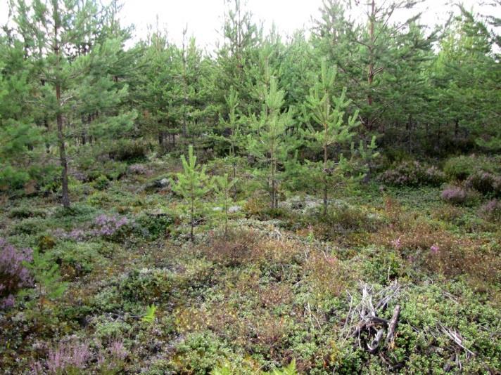 61 ovat niukkalajista, keski-ikäistä mäntymetsää, josta eteläisin osa on laajalti avohakattu muutama vuosi sitten (Kuva 122.).
