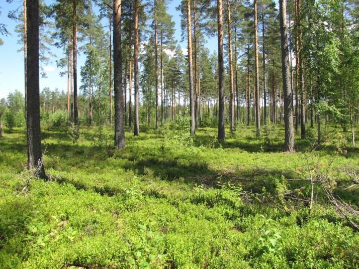 Kangasvuokkoesiintyvät painottuivat Petynmäen teollisuusalueen eteläsivulle sekä valtatie 13:n laitaan, pienen teollisuusalueen ympärille (LIITTEET, Kartta 5.).