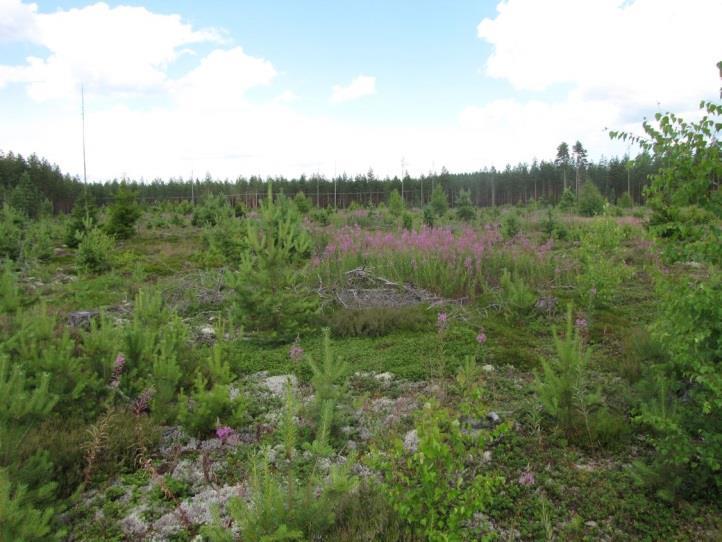 Selkäkankaantien laidassa, osa-alueen itäosassa, todettiin kelta-apilaa kulttuuribiotoopilla. Laji on vähälukuinen, mutta ei uhanalainen.