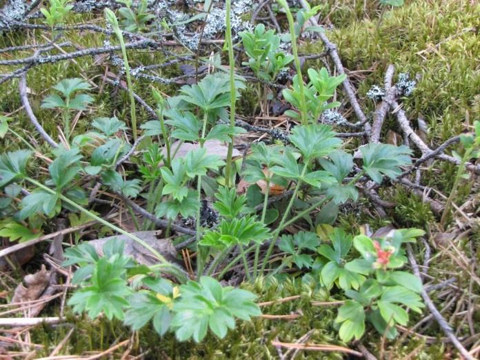Petynmäen hietakumpareiden taimikoissa todettiin runsaasti kangasvuokkoa. Kuva 121. Deltan kaakkoon viettävässä osassa (kuvassa) todettiin runsaasti kangasvuokkoa. Kuva 122.