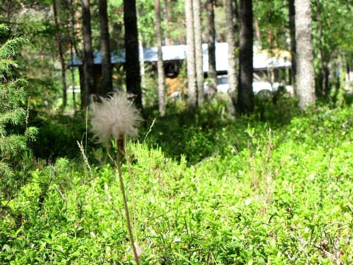 63 50. Pilkkasillansuo (LIITTEET, Kartta 5.) Pilkkasillansuon osa-alue sijaitsee Petynmäen alla, valtatien länsipuolella aivan Selkäkankaan deltan edustalla.