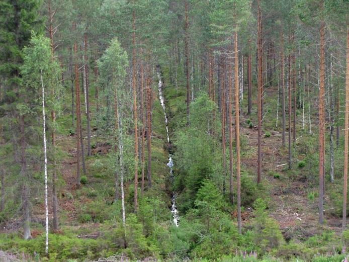 Kumpareiden metsissä kasvoi kuusen ja männyn joukossa runsaasti haapaa sekä hies- ja rauduskoivua. Pilkkasillansuon länsireunan alavat hietamaat on ojitettu ja hakattu deltan etureunaan asti.