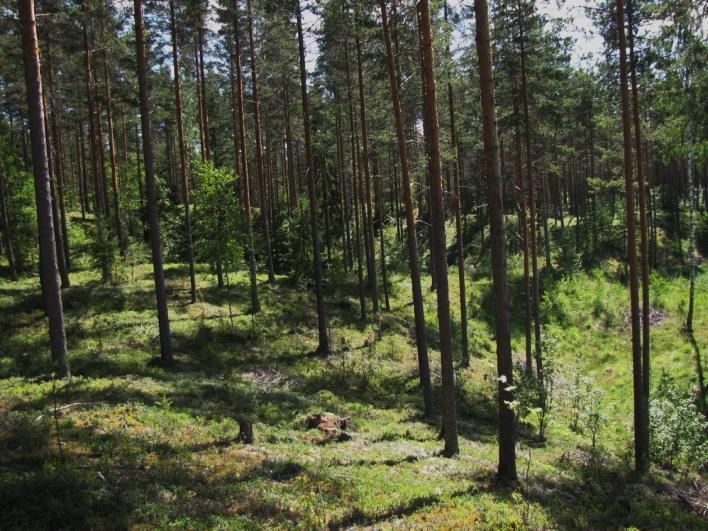 64 51. Piklammen itä- ja koillispuoli (LIITTEET, Kartta 5.) Pikalammen itä- ja koillispuolen raviini-, harju- ja suppa-alue on muodostunut Selkäkankaan deltan proksimaalisivuun.