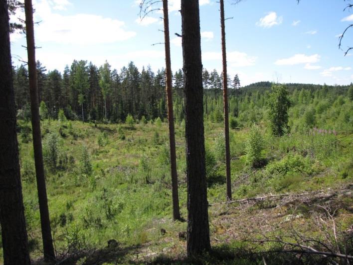 Osa-alueen eteläreunan ja pohjoisreunan kapeat ja jyrkkärinteiset harjut ovat hietapitoista harjusoraa ja niiden etelä- ja lounaisrinteet ovat kesällä hyvin paahteiset. Kuva 126.