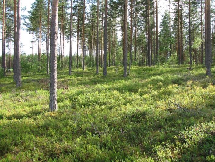 Lisäksi saha-alue muodostaa deltan laelle laajan, maaperältään muokatun laanin (lastaus- ja varastointialueet, tiestö ja saharakennukset).