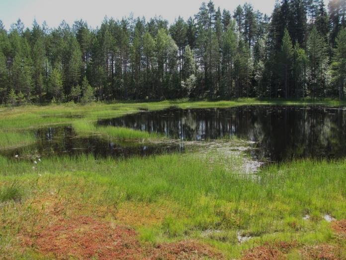 Harjujaksojen välissä, Piklammen lounaispuolella, on pienialainen, umpeen soistuva luonnonkaunis nevalampi (Kuva 145.).