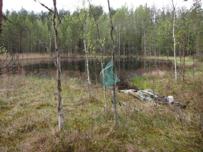 Myllylammesta lähtevä oja kulkee harjun