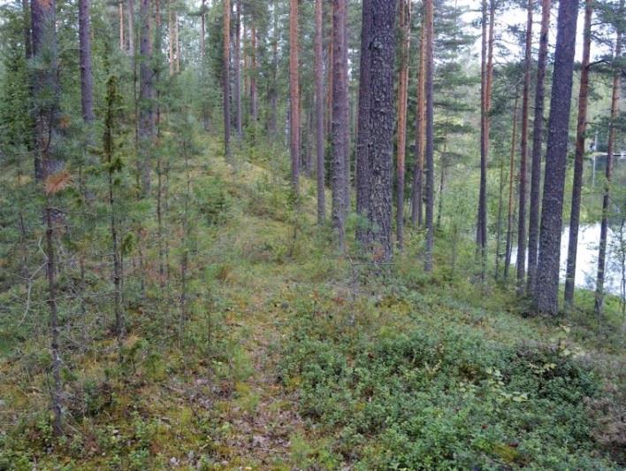 Hullaslammen pohjoisrantaa kiertävä harju jatkuu Piklammen etelärannalle. Kuva 155. Hullaslammen pohjoisrantaa kiertävän harjun takana on ojittamaton räme.