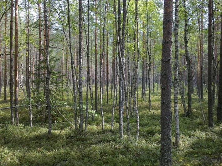 Soistumisen vuoksi osittain eristyneessä eteläpäässä on rantasauna. Lammen pohjoispuolen harju (Kuva 154.