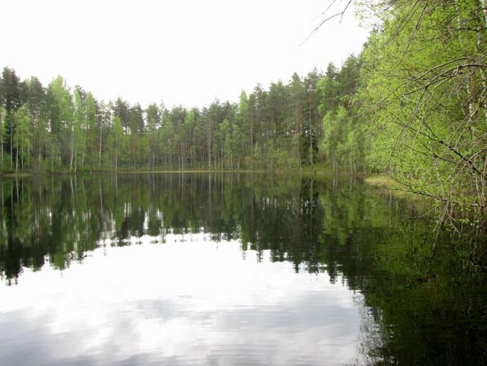 Sarahetteikön lajistosta mainittakoon pitkäpääsara, riippasara, pyöreälehtikihokki, pitkälehtikihokki, valkopiirtoheinä ja leväkkö. Kuva 156. Ahvenlammen pohjoispuolta kiertää kapea harju.