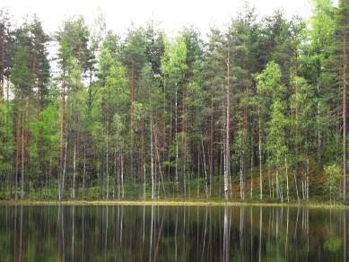 Ahvenlammen luoteisrannan vanha soranottoalue lammen rannalta kuvattuna. Ahvenlammen pohjois- ja lounaisrannan harjumuodostumat ovat maisemallisesti merkittävät (Kuvat 156. ja 158.).