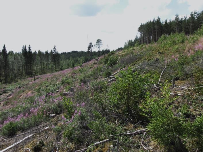 (Kuva 163.). Laji on luonnonsuojeluasetuksella rauhoitettu ja uhanalainen (VU -laji). Osa-alueen lintulajisto todettiin tavanomaiseksi boreaalisten havumetsien lajistoksi.
