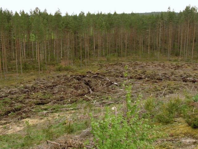 Osa-alueella ei todettu liito-oravalle soveltuvia elinympäristöjä. Kuva 160. Deltan reunan raviini, jossa todettiin kangasvuokkoa (paahderinne vasemmalla). Kuva 161.