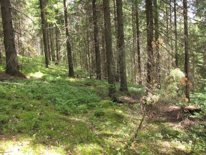 80 Osa-alueen kasvilajisto todettiin tavanomaiseksi kangasmetsien ja korpien lajistoksi.