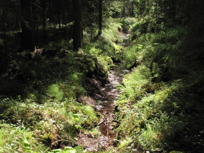 Alueella kierteli varoitteleva hiirihaukka, joka pesi Haposuolla suunnittelualueen ulkopuolella. Alueella todettiin kehrääjän reviiri (LIITTEET, Kartta 6.).