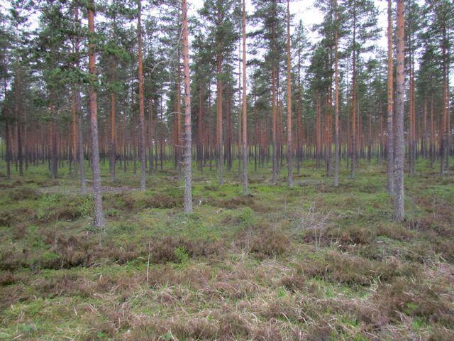81 Kuva 170. Deltan lakialueen kuivaa kangasta (VT). Kangasvuokkoa ei todettu alueella. Kuva 171. Kuvan oikeanpuoleinen rinne (deltan distaalirinne) kuuluu osa-alueeseen. Suositus.