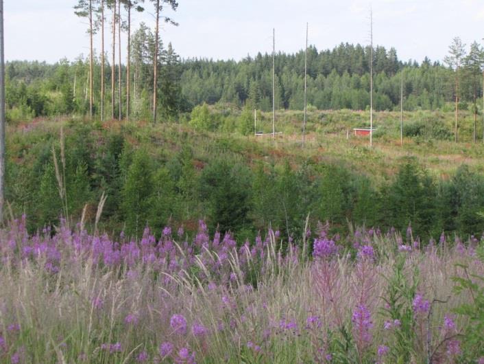 Hakkaamattomia metsiä oli osa-alueella todettavissa vain raviradan ja Tuohikotintien välisellä alueella sekä pienellä alueella raviradan länsipuolella.