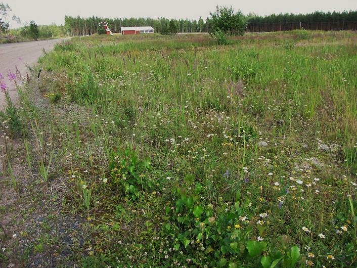 Osa-alueen metsät on avohakattu.. Kuva raviradalta ampumaradalle. Kuva 174. Raviradalla todettiin monipuolinen, mutta tavanomainen ketolajisto. Kuva 175.