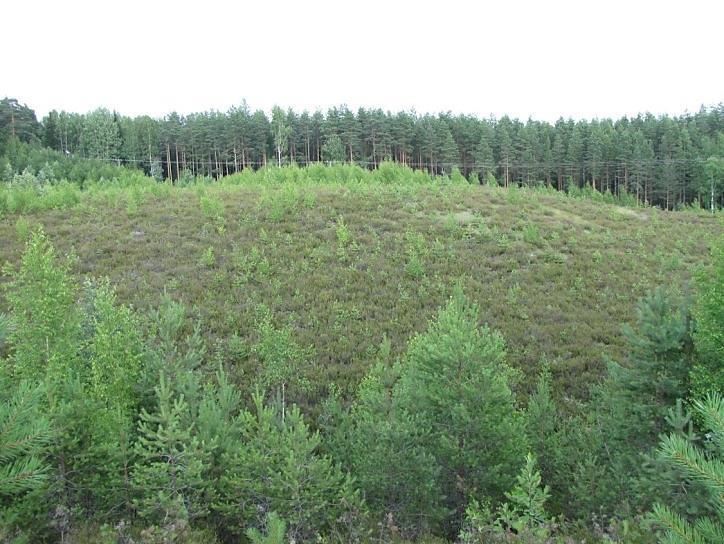 83 Osa-alueen kasvilajisto todettiin monipuoliseksi, mutta tavanomaiseksi kangasmetsien ja kulttuuribiotooppien (mm. kuivien ketojen ja niittyjen) lajistoksi.