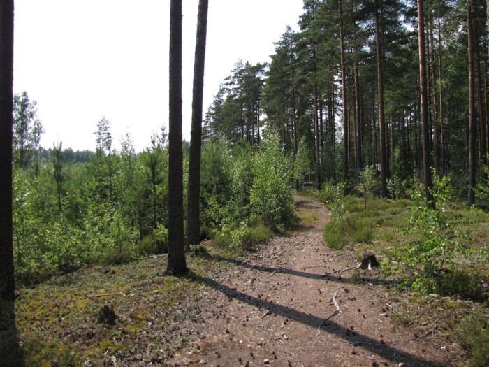 proksimaalireunaa, jossa on runsaasti kuolleen jään