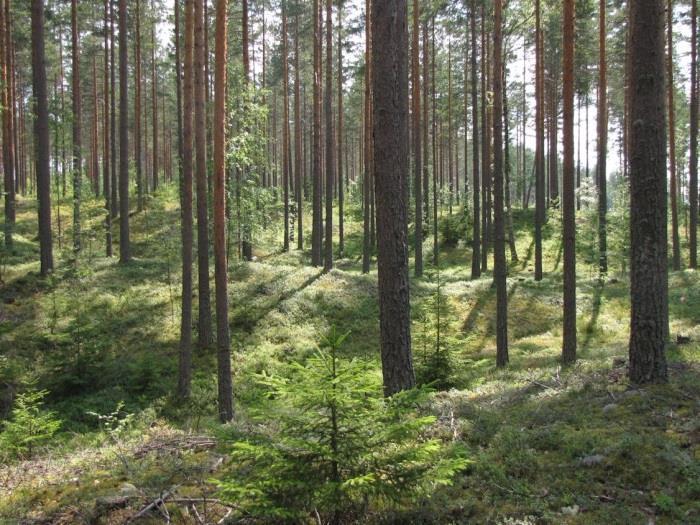tai ClT -kangasta) Kuva 183.