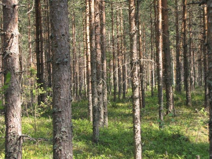 osa-alueen itäosassa. Kuva 185.
