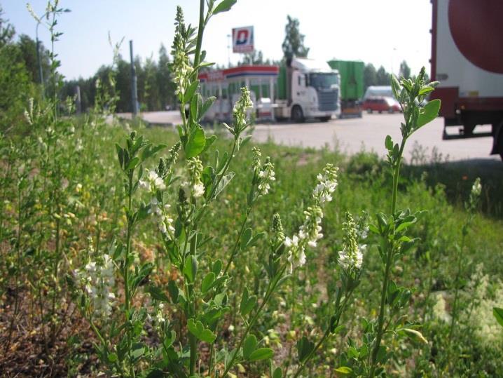 88 Osa-alueen kasvi- ja lintulajisto todettiin kulttuuribiotooppien ansiosta hyvin monipuoliseksi, mutta kaiken kaikkiaan tavanomaiseksi.