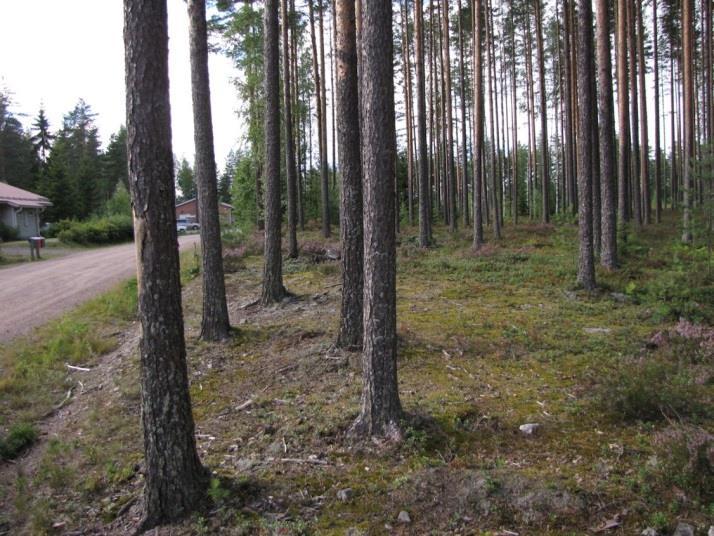 Kangasvuokkoa alueella ei todettu. Alueella ei todettu liito-oravaa tai merkkejä liito-oravan oleskelusta alueella eikä liito-oravalle soveltuvia elinympäristöjä. Kuva 188.